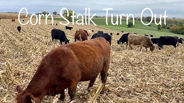 Corn Stalk Turn Out