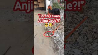 Bocil Kucing Tantang Anjing Gede! Gak Takut Sama Sekali 😱