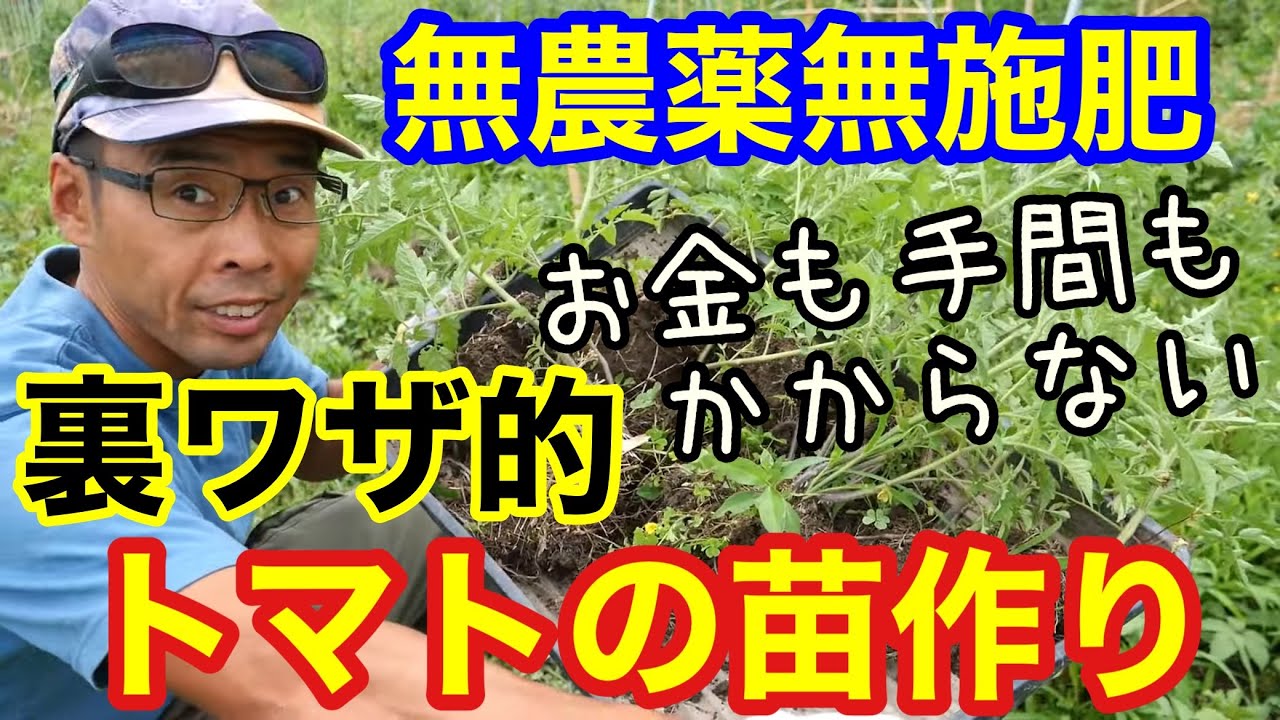 【トマト苗作りの裏技】自然生え苗を作る2つのポイント《自然農/無農薬/無肥料/育苗/家庭菜園》