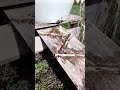 водопій для бджіл