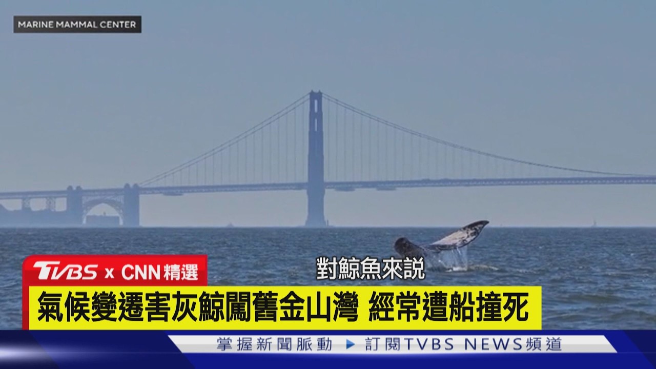 【CNN精選】舊金山灣灰鯨頻遭船撞死　科學家用「AI熱訊號」護航｜TVBS新聞 @TVBSNEWS01