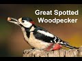 Great Spotted Woodpecker  | Short Documentary | Olympus