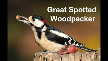 Great Spotted Woodpecker | Short Documentary | Olympus