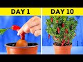 Unusual ways to grow your own fruits and vegetables at home