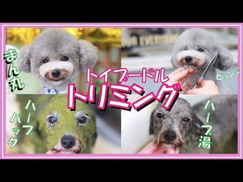 【トリミング】スペシャルコースハーブまみれで、まん丸テディ―ベアになった愛犬トルテはこちらです🐶💗ハーブパック ハーブ湯（トイプードルのTorte channel)