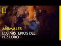 Los misterios del pez lobo | NATIONAL GEOGRAPHIC ESPAÑA