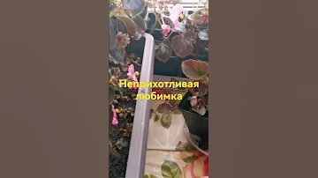 #Вечноцветущая бегония  на подоконнике.