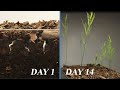 Washington Asparagus Seeds Germinating Growth Time Lapse - 2 Weeks - 4k