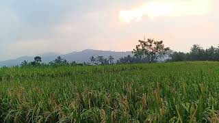 Ketenangan yang tak Terusik | pemandangan Alam Pegunungan 10 Menit | Healing Nature