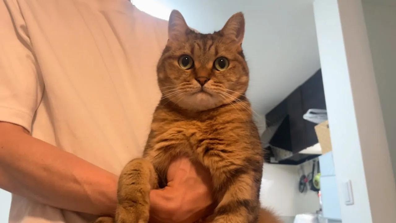 うにゃうにゃ文句言っていた猫がパパに捕獲された時の貴重映像 - YouTube 