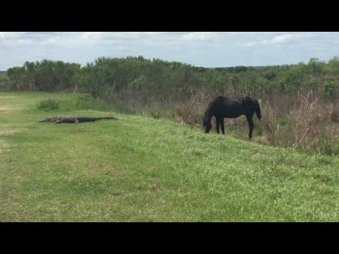 Le cheval attaque l'alligator! La prairie de Payne 4/12/17