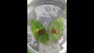 How Plants Breathe - Easy Science Experiment