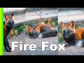 Así es el “zorro de fuego” fotografiado en Canadá