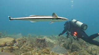 A Remora-kable Dive in Fort Lauderdale 2024-03-17