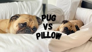 Pug VS Pillow - #ThortheTorontoPug by Thor the Toronto Pug 2,419 views 2 years ago 1 minute, 32 seconds