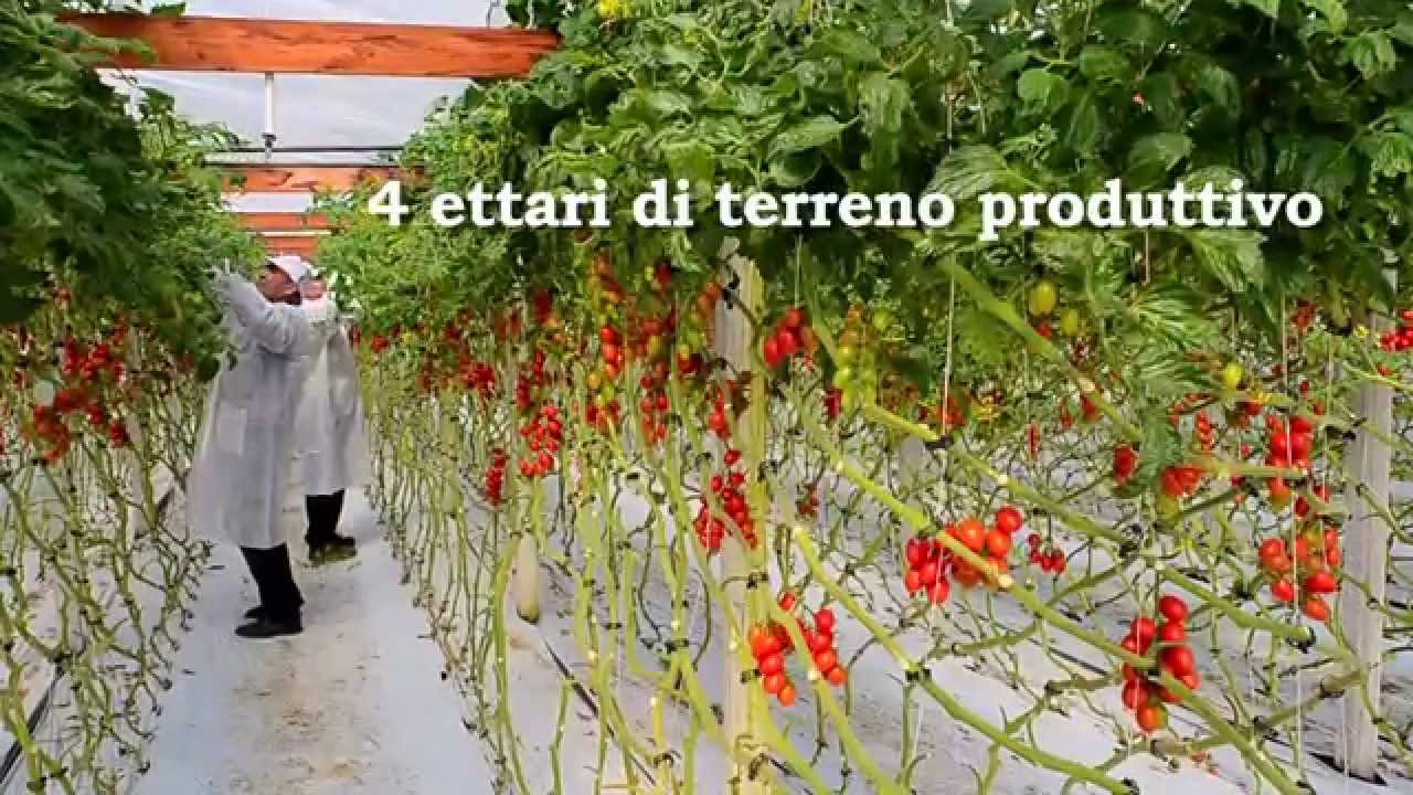 La perla del sud  - Vittoria - il pomodoro ed il pomodorino più gustoso