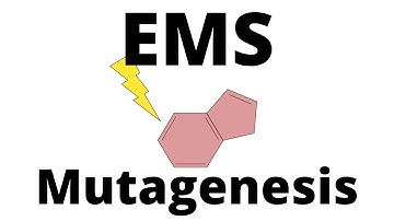 EMS Mutagenesis explained
