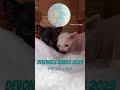 7月にデボンレックスの子猫が生まれました! #デボンレックス #devonrex #德文卷毛猫 #黒猫 #白猫 #デボンレックスブリーダー #devonrexcattery #cfa #tica