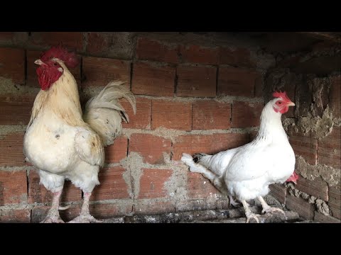 Tavuk Sesi / Tavuk Gıdaklaması (Doğal)
