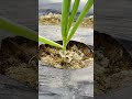 Green Onion Mounding Use A Knife To Treat The Base White Part Can Grow To 20cm