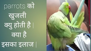 तोता को खुजली क्यु होती है | Why Parrot scratch their feathers | जाने इसका इलाज