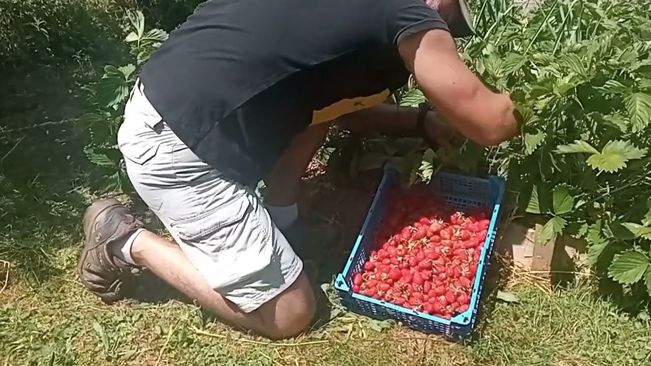 Créer un POTAGER NATUREL : principe simple et efficace