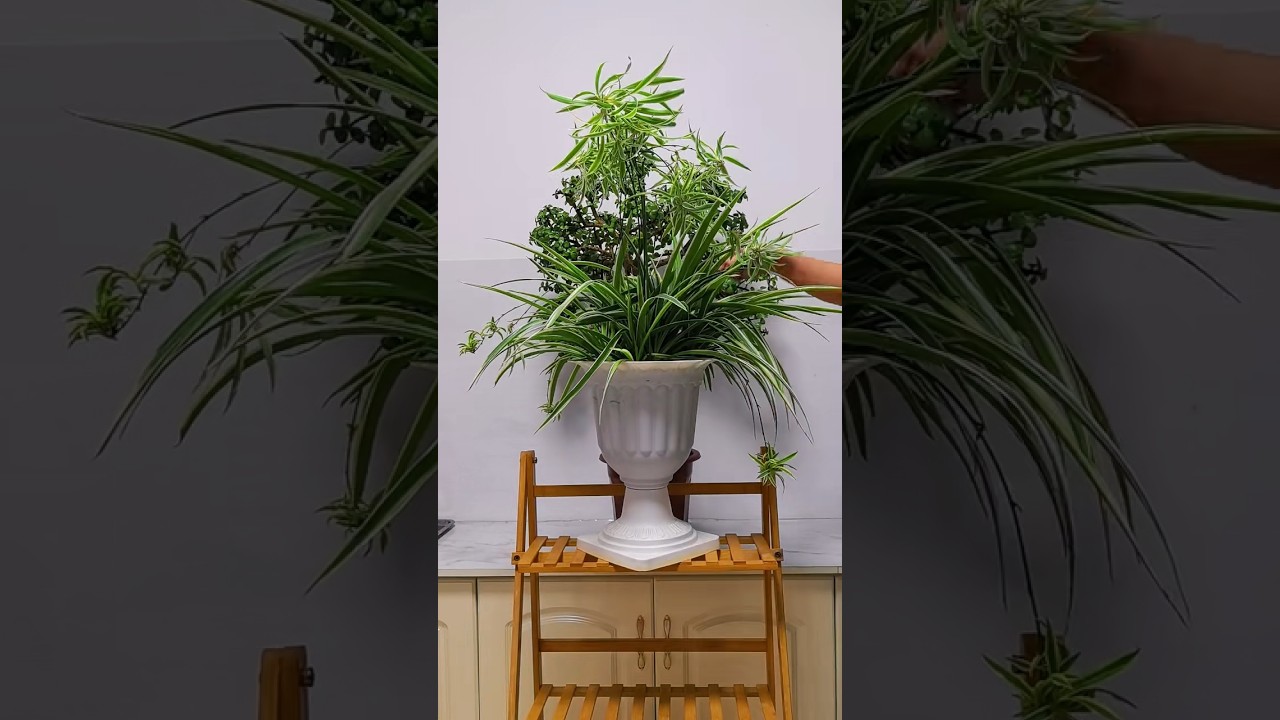 The shaping process of chlorophytum  comosum 