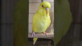 lutino english budgies female baby budgerigar bird budgies englishbudgies love