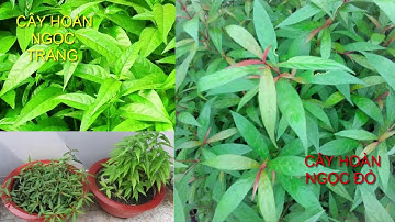 Cây Hoàn Ngọc thực sự chữa được những bệnh gì