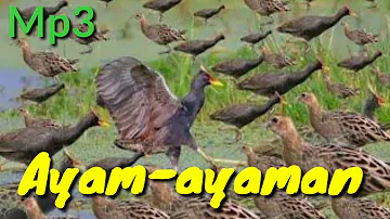 Mp3 Ayam-ayaman suara pikat jitu