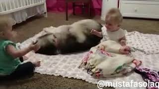 Ikizlerin Ve Köpeklerin Dostluğuantep Dublaj