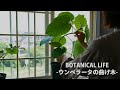 【観葉植物】ウンベラータの曲げ木(螺旋)に挑戦!自分好みの形にする方法や使う道具を紹介|フィカス|ゴムの木 #観葉植物 #観葉植物のある暮らし