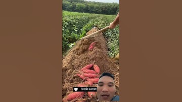 Cách trồng khoai lang nhiều củ #farming