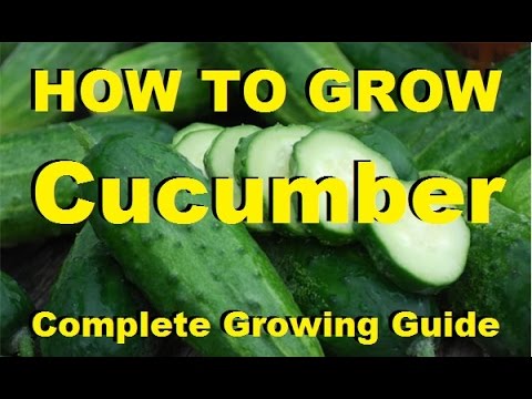 Video: How To Grow A Good Harvest Of Cucumbers