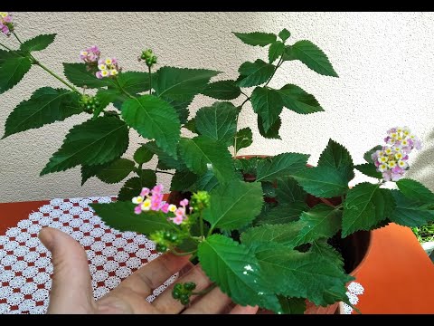 Video: Farklı Lantana Bitki Çeşitleri - Bahçe İçin Lantana Çeşitleri
