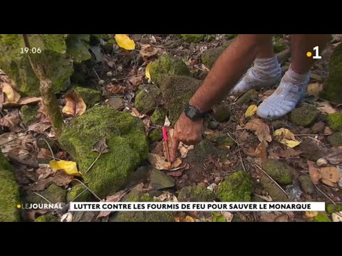 Vidéo: Les fourmis de feu se nourrissent-elles la nuit ?