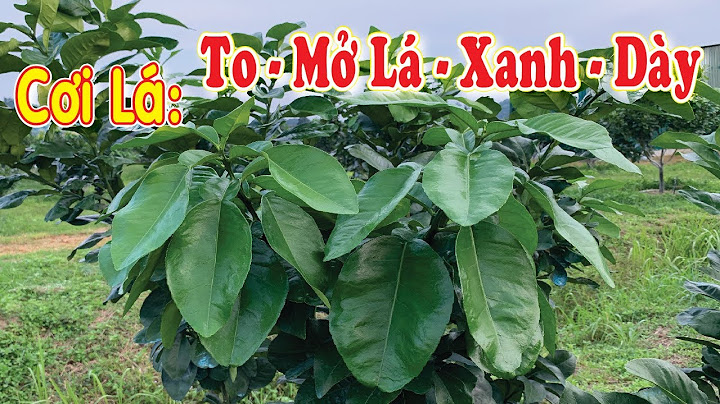 Hướng dẫn chăm sóc cây bưởi da xanh