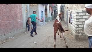 اجمل حصان فلسطيني  عمر ٣شهورسعر ٣٥٠٠ العنوان المنصوره السنبلاوين دقهليه رقم 01009259189ajmal hisan