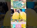 【農業4年目】自分たちの畑でオーガニック白菜の収穫【俳優】