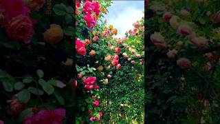 Download Lagu Nature's Most Beautiful Flowers You've Ever Seen!#garden #ytshort MP3