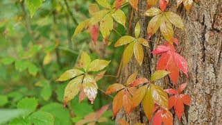 Gentle Rain On Leaves In Forest Sounds For Sleeping ~ Calm Nature Dripping Drops Ambience by Sounds4Sleeping 89,958 views 6 years ago 2 hours, 30 minutes