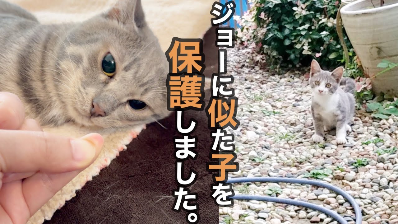よく遊びに来るグレーの子を保護しました。