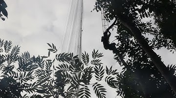 Canopy mist-netting in Baitabag