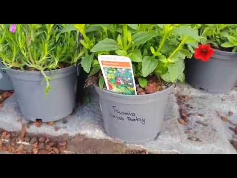 eddies van Bella Bloom plants week 19