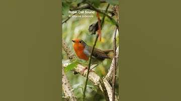 European Robin