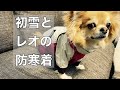 レオが犬用高級防寒着　アルファアイコンを着る