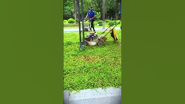 Tricks and tips for properly trimming garden grass so it quickly becomes neat and clean #shorts