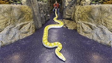 MY GIANT SNAKES!! 100