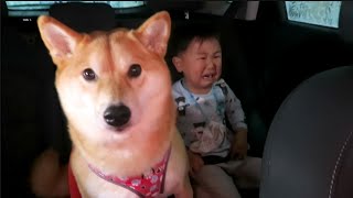 Dog and Baby FREAK OUT at Car Wash by Haru the Shiba Inu 30,020 views 3 years ago 2 minutes, 41 seconds