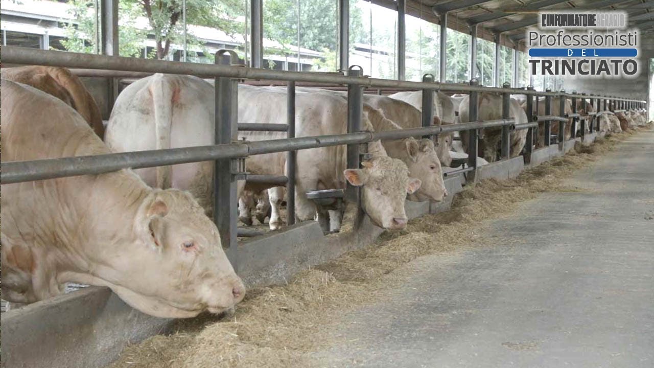 Trinciato di mais per bovini da carne